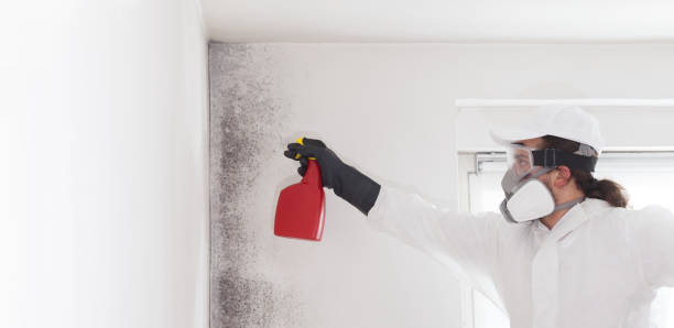 Best Mold Removal Company Near Me  in Overland Park, KS