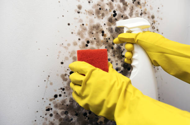 Best Crawl Space Mold Removal  in Overland Park, KS